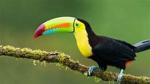 toucans1